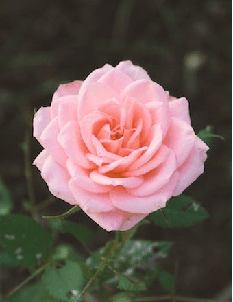 Charlotte Amelia Carr Obituary