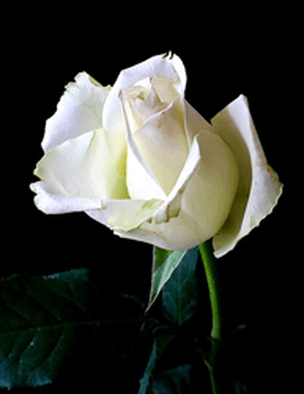 Elaine Cain Obituary
