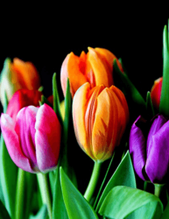 Eva Monte Obituary